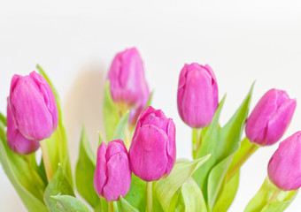 violet colored tulip flowers bouquet on white background close up