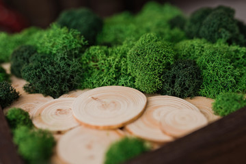 Decorative green moss on wood