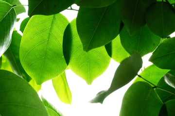 Isolate leaves on the white background. Green leaves for background.Fresh leaves.branch with green leaves isolated on white.