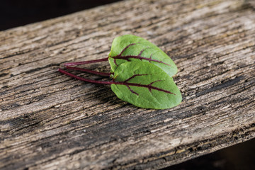 Red sorrel