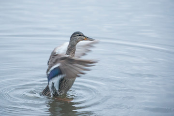 Duck in the water stretching its wings.
