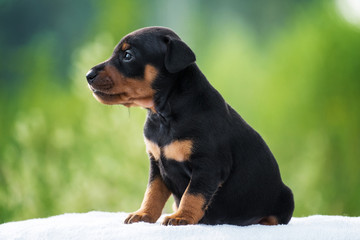 A little puppy of zwergpincher on summer background