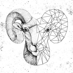 Hipster animal realistic and polygonal ram or mouflon face on grunge background. Astrology zodiac sign Aries