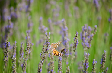 Lavender field. Bright beautiful violet, lilac lavender flowers close-up. Natural floral background. Field blooming backdrop. Selective focus. Copy space. Place for text.