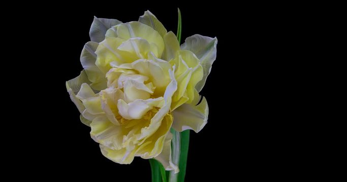 White tulip blooms on a black background, alpha channel 4k resolution