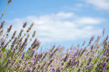 Lavender field in village. Lavender flowers on farm. Selective focus image. Pastoral landscape. Lavender fields in suburb of Istanbul.