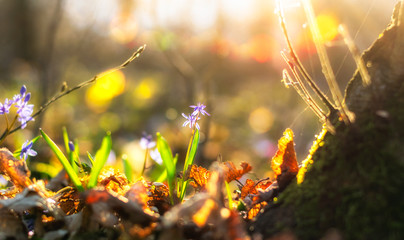 Colorful spring flowers on the ground in the forest with blurred background