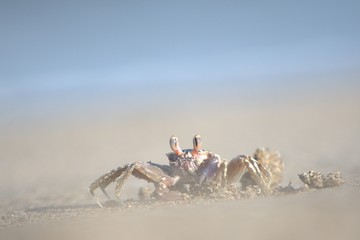 Tropical crab on a beach