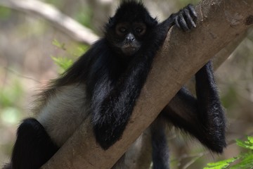 Spider monkey