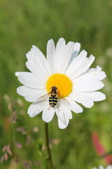 Fototapeta premium Picture of hoverfly sitting on oxeye daisy herb. Herbal medicine, tea and infusion, natural cosmetics ingredient. Ecological plant. Nature spring background