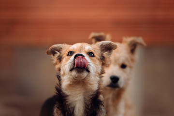 mixed breed puppy in a shelter waiting for food