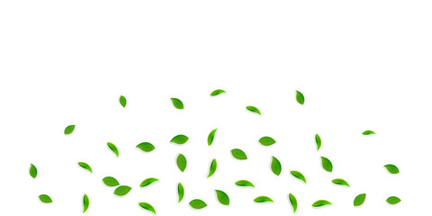 Falling green leaves. Fresh tea random leaves flyi