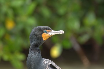 Black cormorant