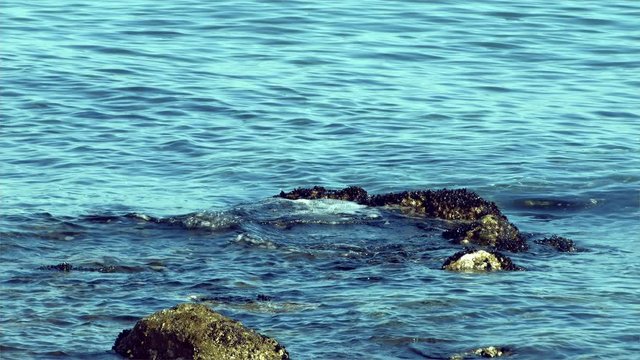 Mussels adhering to the ocean cliffs and splashes of waves hitting the rock. Mussel Inspired Glue Adheres To Slippery Surfaces Submerged In Saltwater