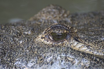 Eye of crocodile