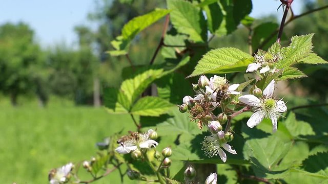 many  bee pollinating blackberry flower in bloom