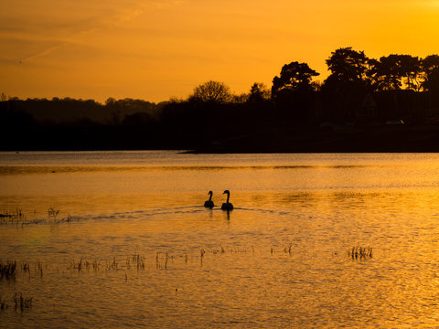 Orange sky at sunset with reflection on a lake, Two swans on a lake. Silhouette landscape image. 