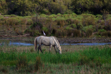 Fototapeta premium Bird perched on the back of a white horse grazing freely in the field