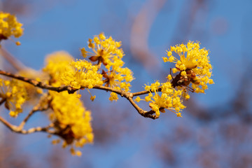 Blooming cornelian cherry (Cornus mas, corni) flowers in springtime.