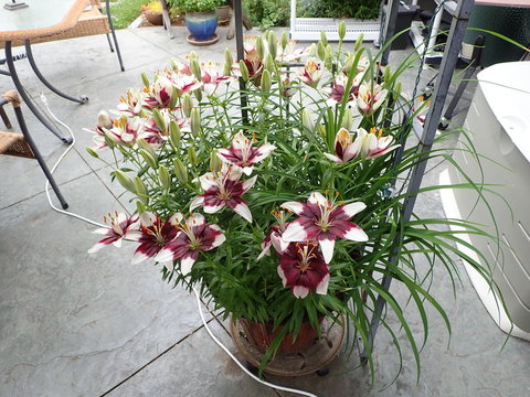 Plant With White And Red Flowers In Flower Pot