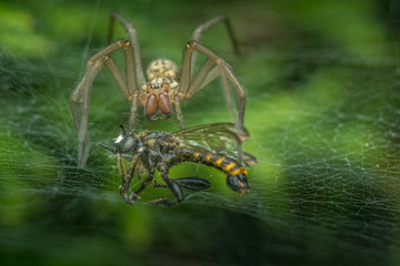 Spinne