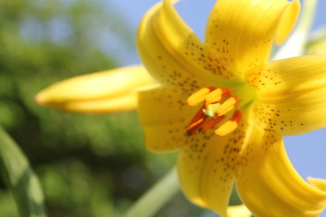 yellow lily flower close-up