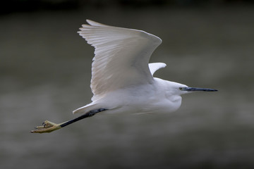 Little egret (Egretta garzetta), single bird