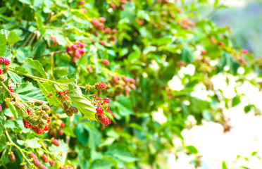 Blackberries on bush close-up. Bright red blackberries on  green background. Vegetable natural background, concept of healthy nutrition. Selective focus image, copy space.