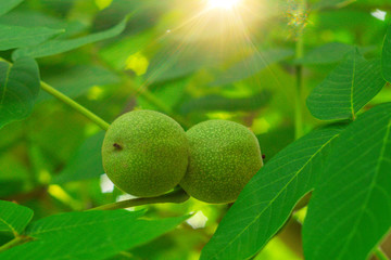 walnuts ripen, on branch of tree with green leaves close-up with rays of bright sun. Concept of growing