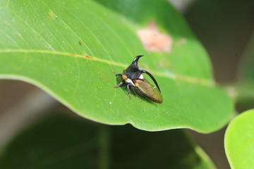 Stier Horn Zikade auf einem Blatt