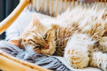 Chat angora roux en train de dormir sur un fauteuil en rotin