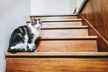 Jeune chat blanc tigré assis dans un escalier en bois