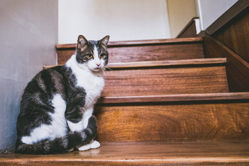 Jeune chat blanc tigré assis dans un escalier en bois