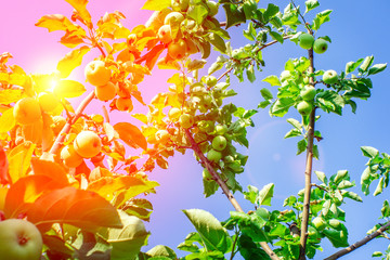green apples on a tree fruit harvest