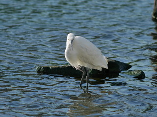 Little egret in the water