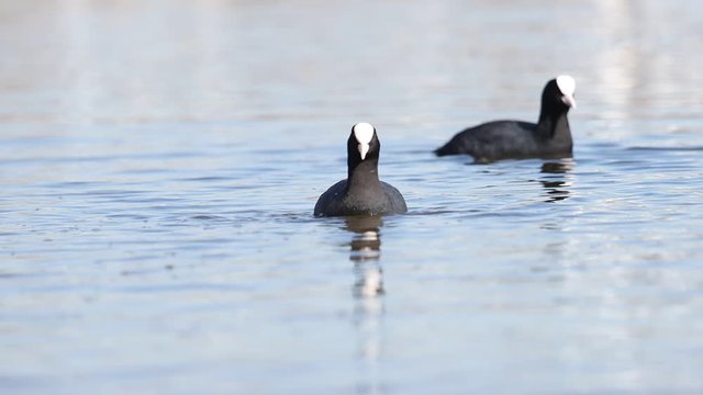 two coots pour on the lake slow motion