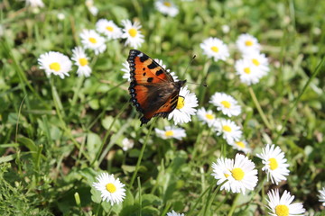 butterfly on a daisy flower