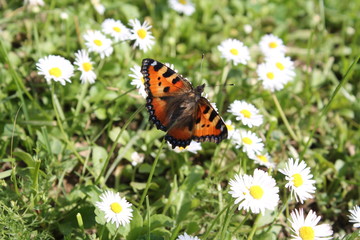 butterfly on a flower