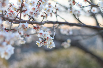 学校　桜　春　