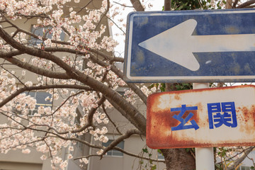 学校　桜　春　