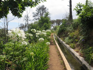 Madeira Levada weiße Schmucklilien Agapanthus