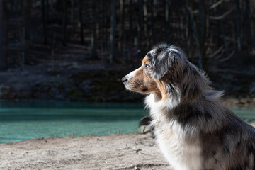 Dog australian shepherd blue merle sitting infront of blue sea 3
