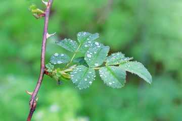 Morning dew on leaves. Drops rain on a branch in forest, nature scene. Nature ecology background, save pure water concept.