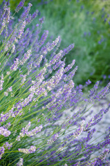 Lavender field. Bright beautiful violet, lilac lavender flowers close-up. Natural floral background. Field blooming backdrop. Selective focus. Copy space. Place for text.
