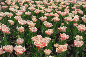 Plenty of light pink double flowered tulips in April