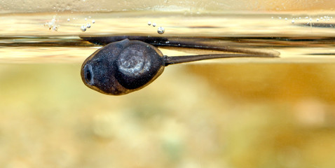 Kaulquappe einer Kreuzkröte (Epidalea calamita, Bufo calamita) - Tadpole of a Natterjack toad
