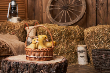 Group of small ducklings are sitting in basket that stands on a wooden surface.
