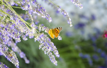 Lavender field. Butterfly on a flower. Bright beautiful violet, lilac lavender flowers close-up. Natural floral background. Field blooming backdrop. Selective focus. Copy space. Place for text.