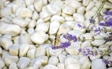 Lavender field. Butterfly on a flower. Bright beautiful violet, lilac lavender flowers close-up. Natural floral background. Field blooming backdrop. Selective focus. Copy space. Place for text.
