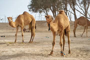 Camels for racing in Bahrain